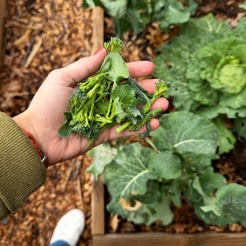 Broccoli