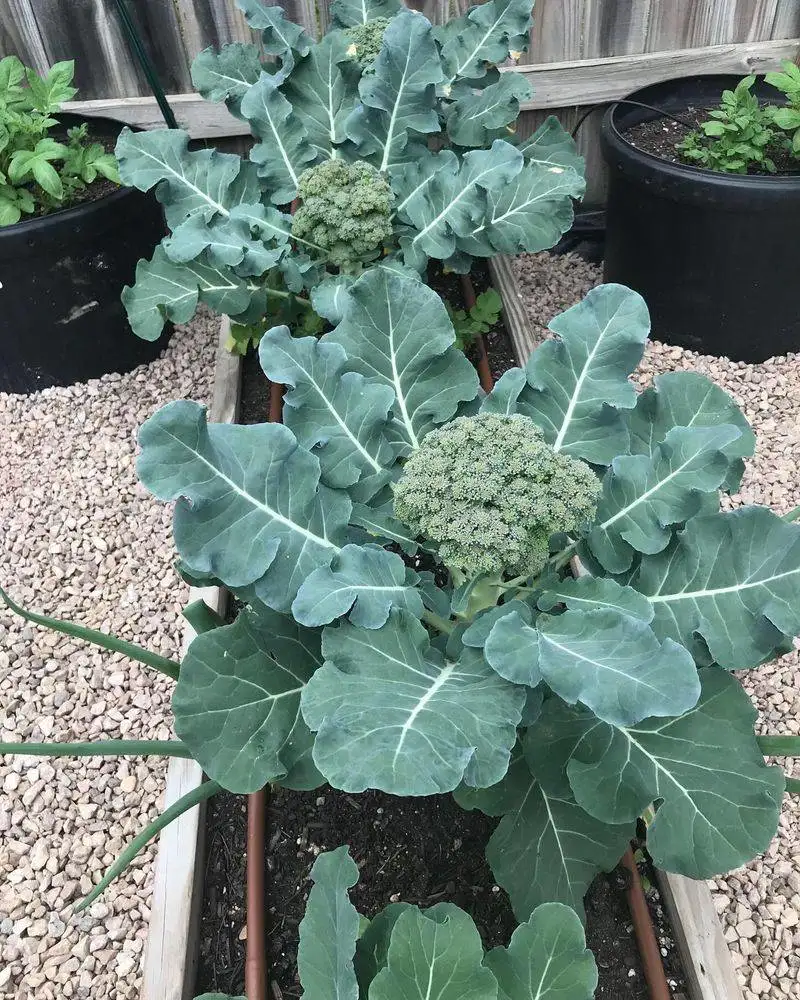 Broccoli