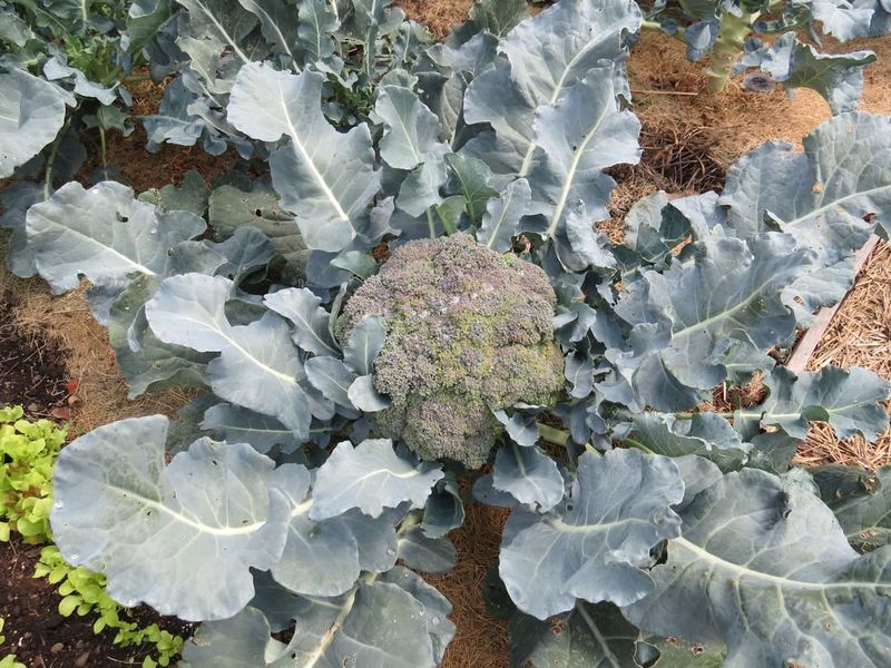 Broccoli