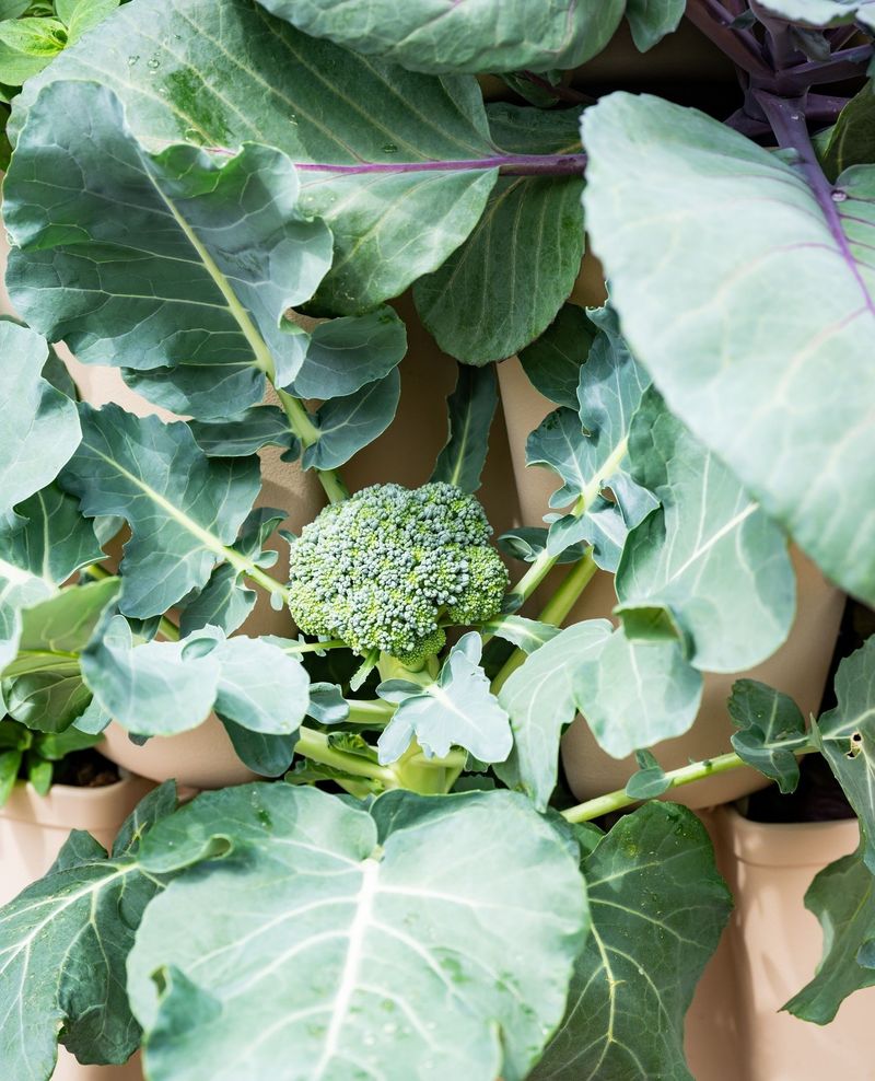 Broccoli