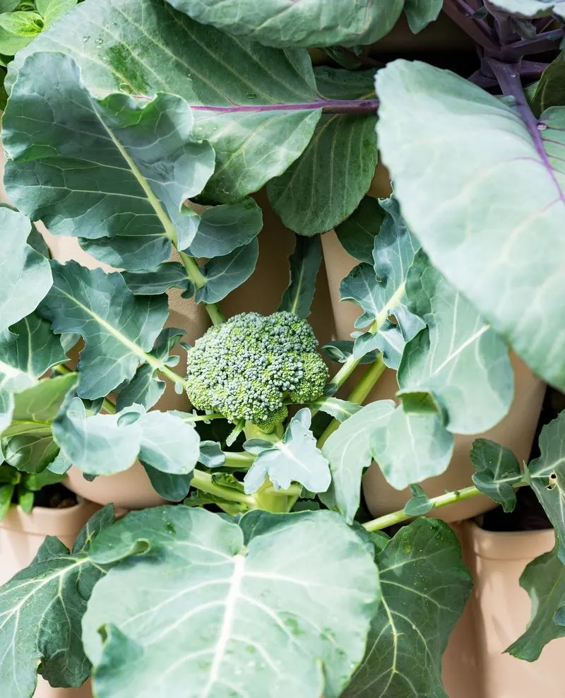 Broccoli
