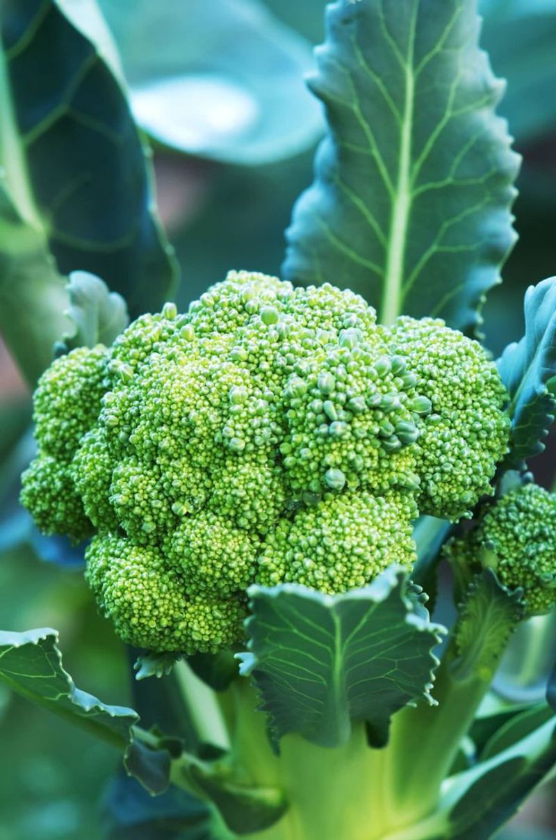 Broccoli