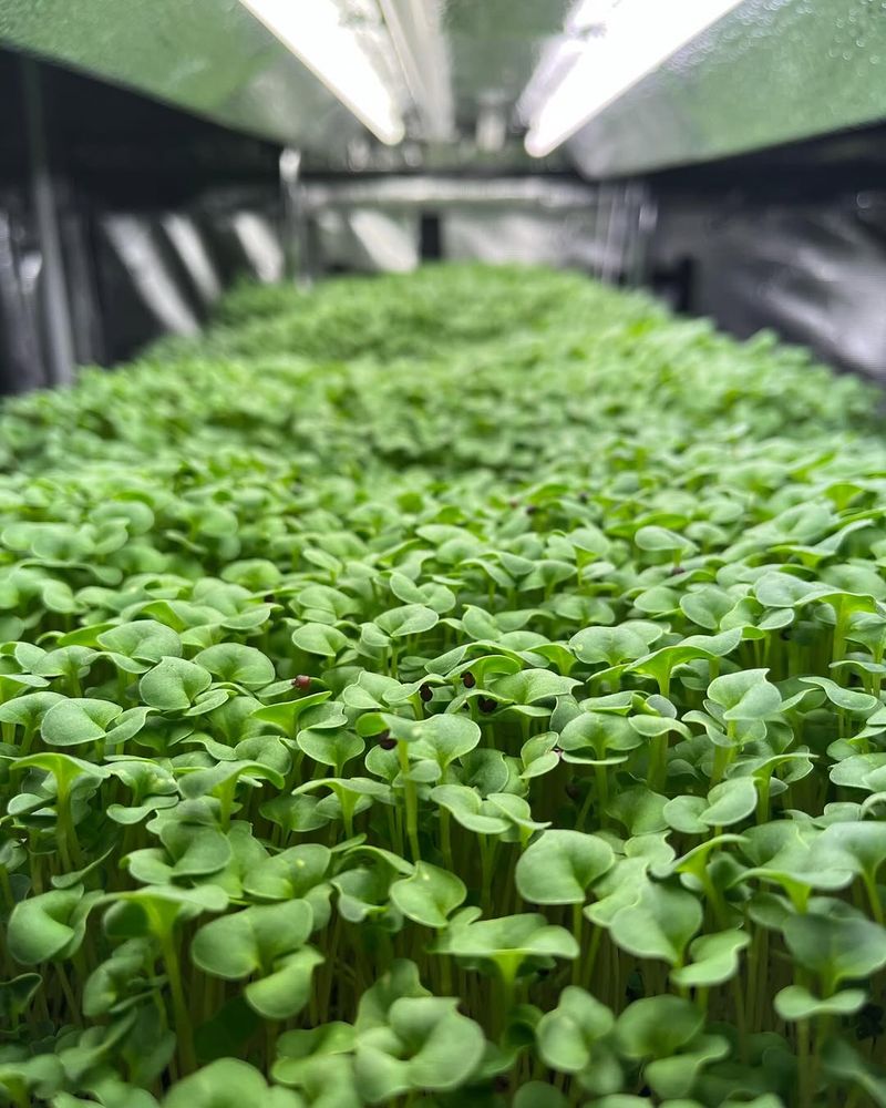 Broccoli Microgreens
