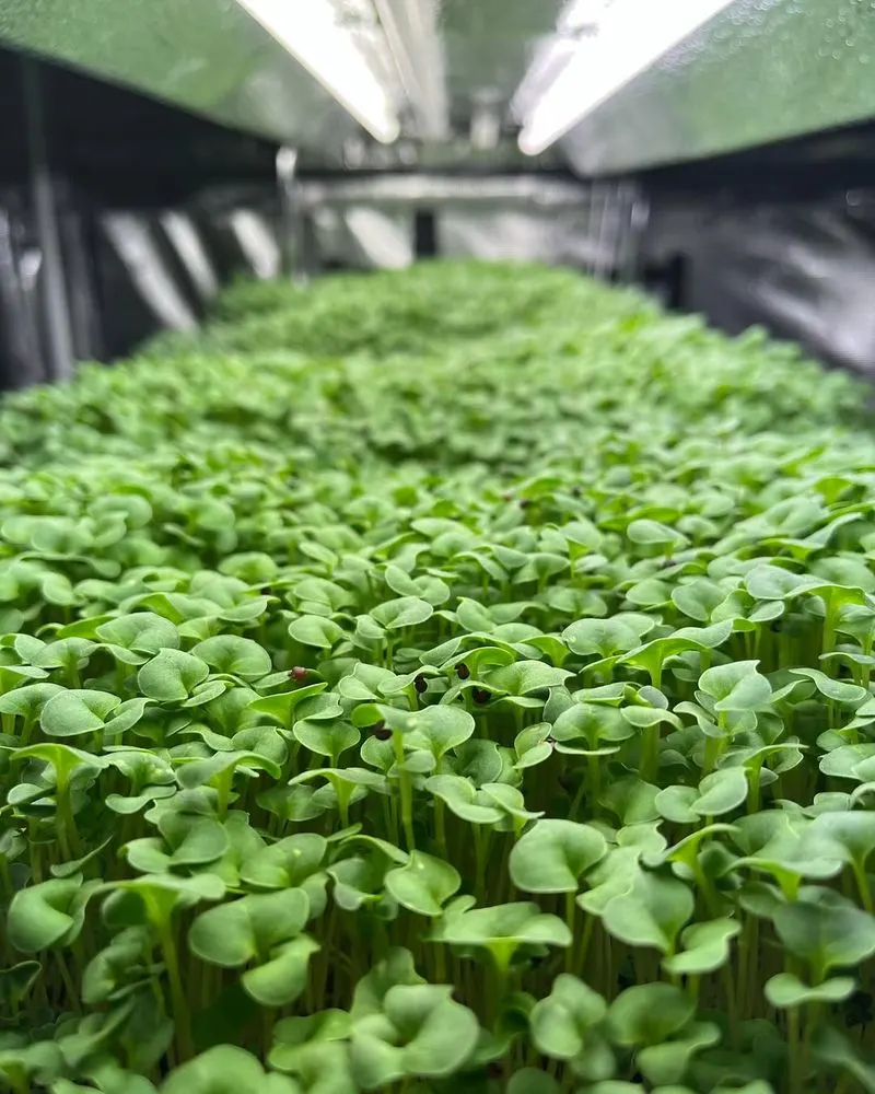 Broccoli Microgreens