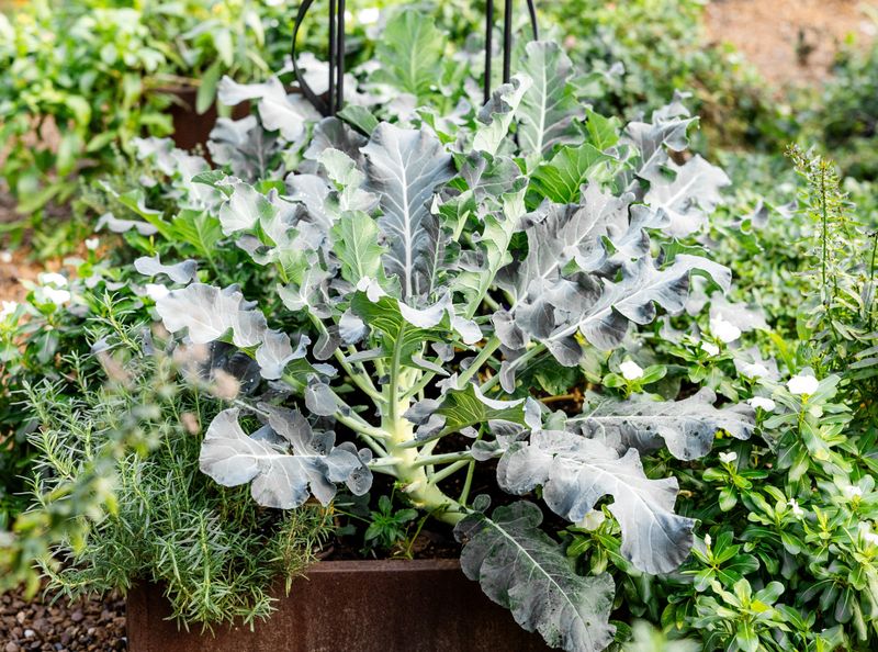 Broccoli and Calendula