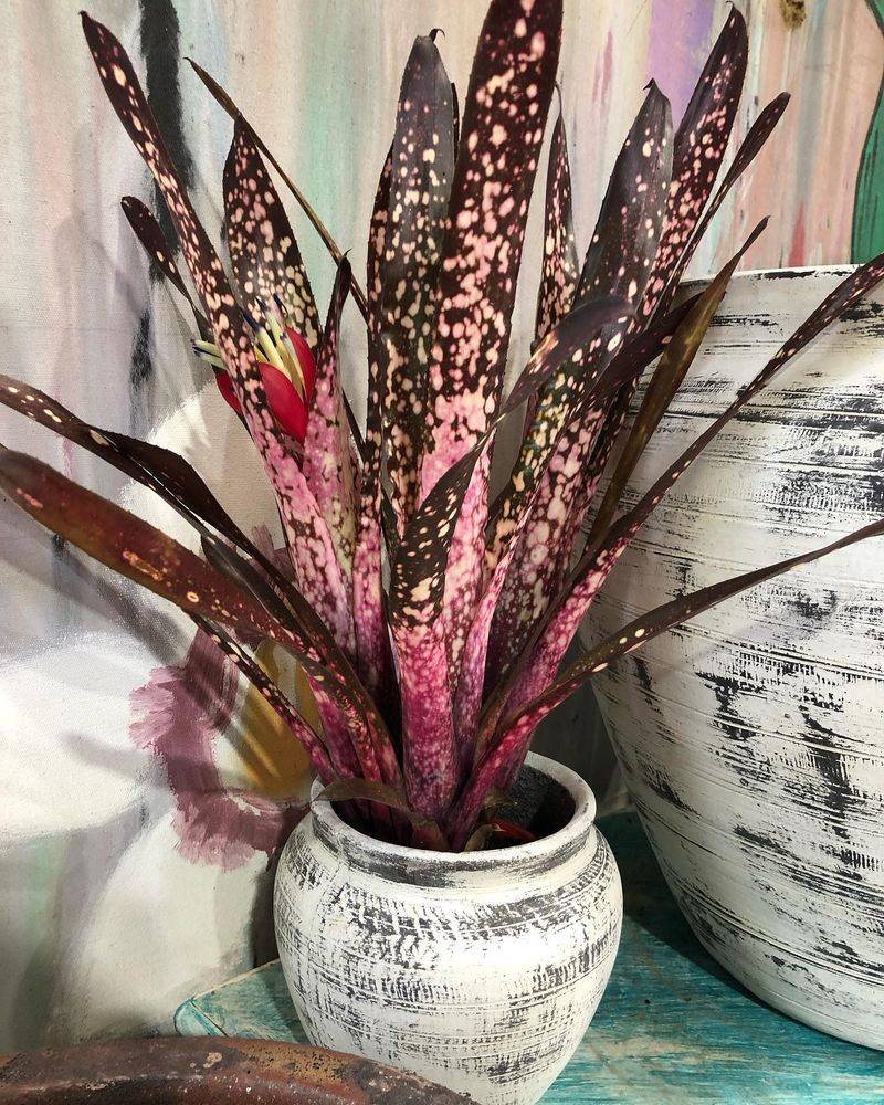 Bromeliad