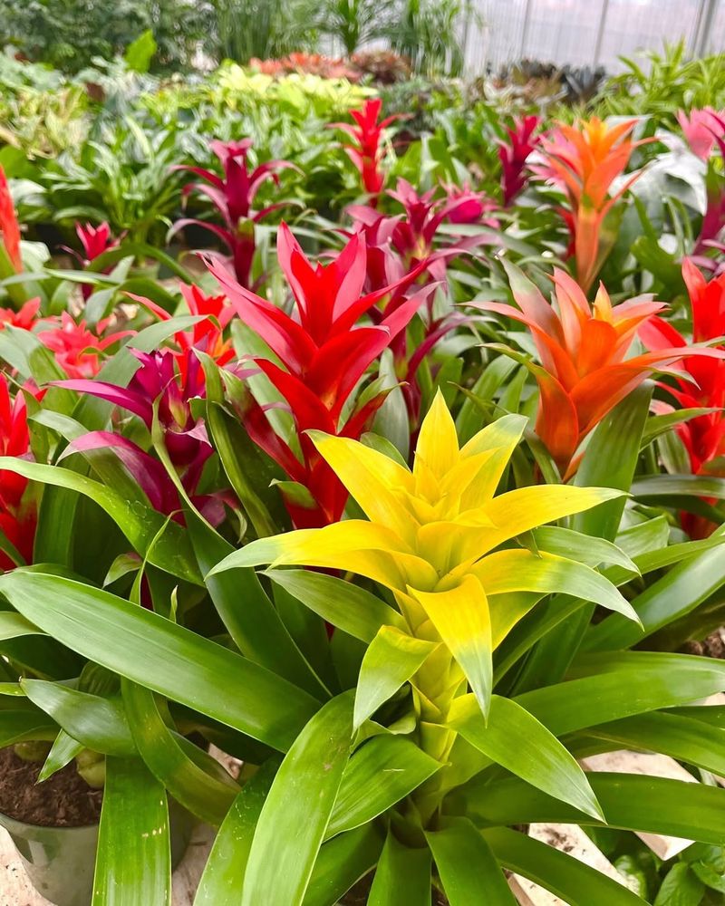 Bromeliad