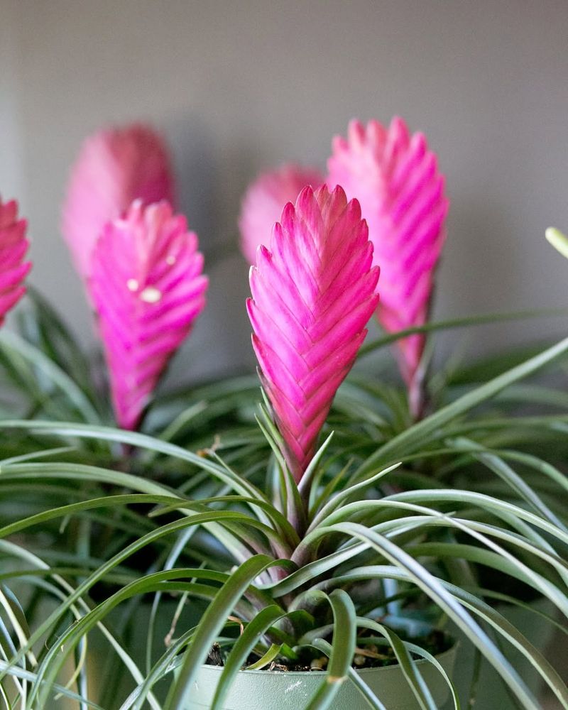 Bromeliad