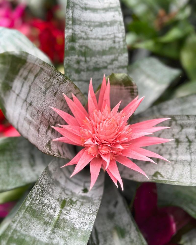 Bromeliad