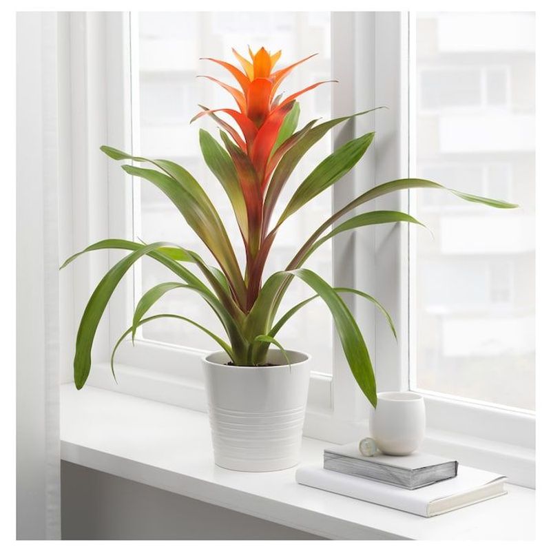 Bromeliad