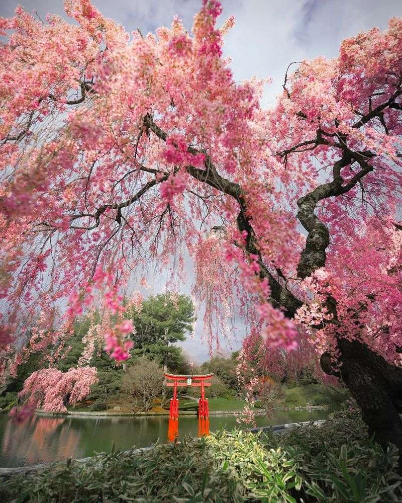 Brooklyn Botanic Garden