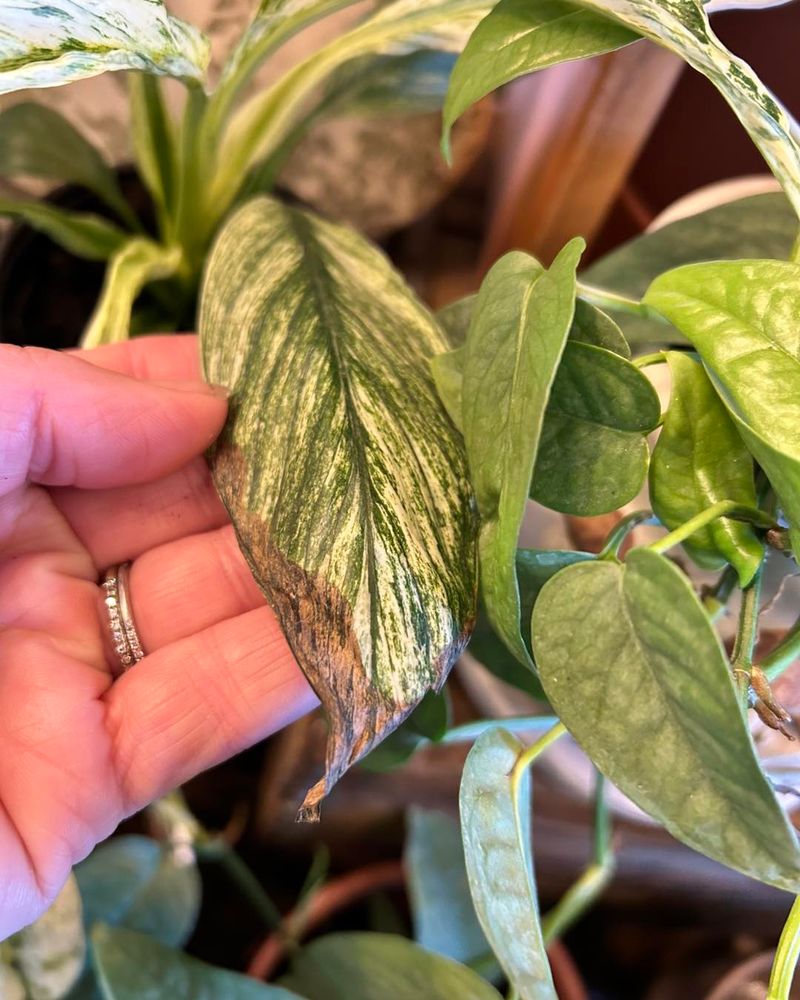 Brown Leaf Tips