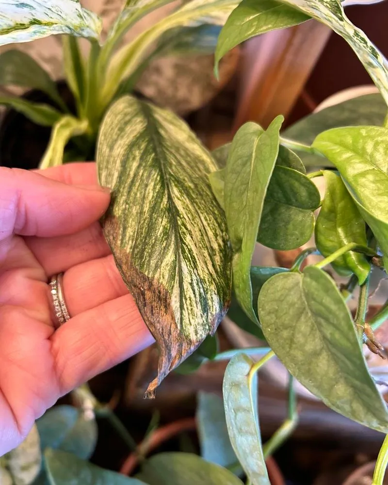 Brown Leaf Tips