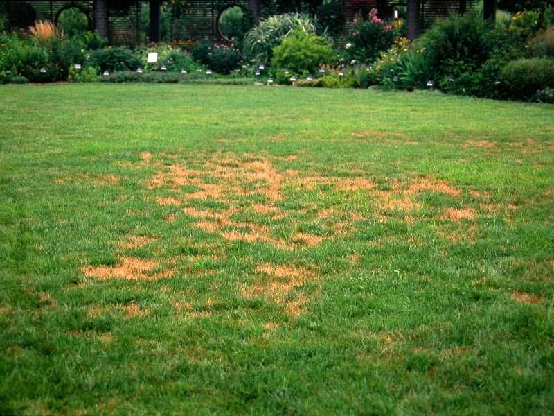 Brown Patch