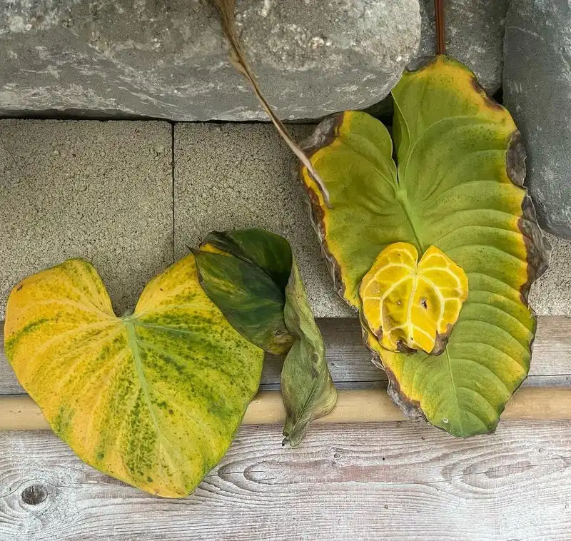 Browning Leaves