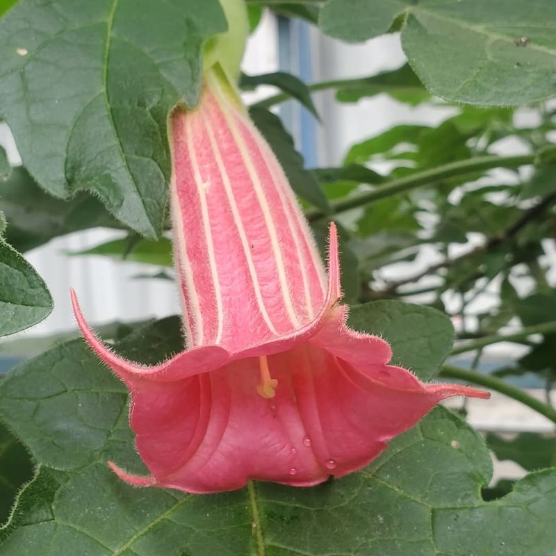 Brugmansia