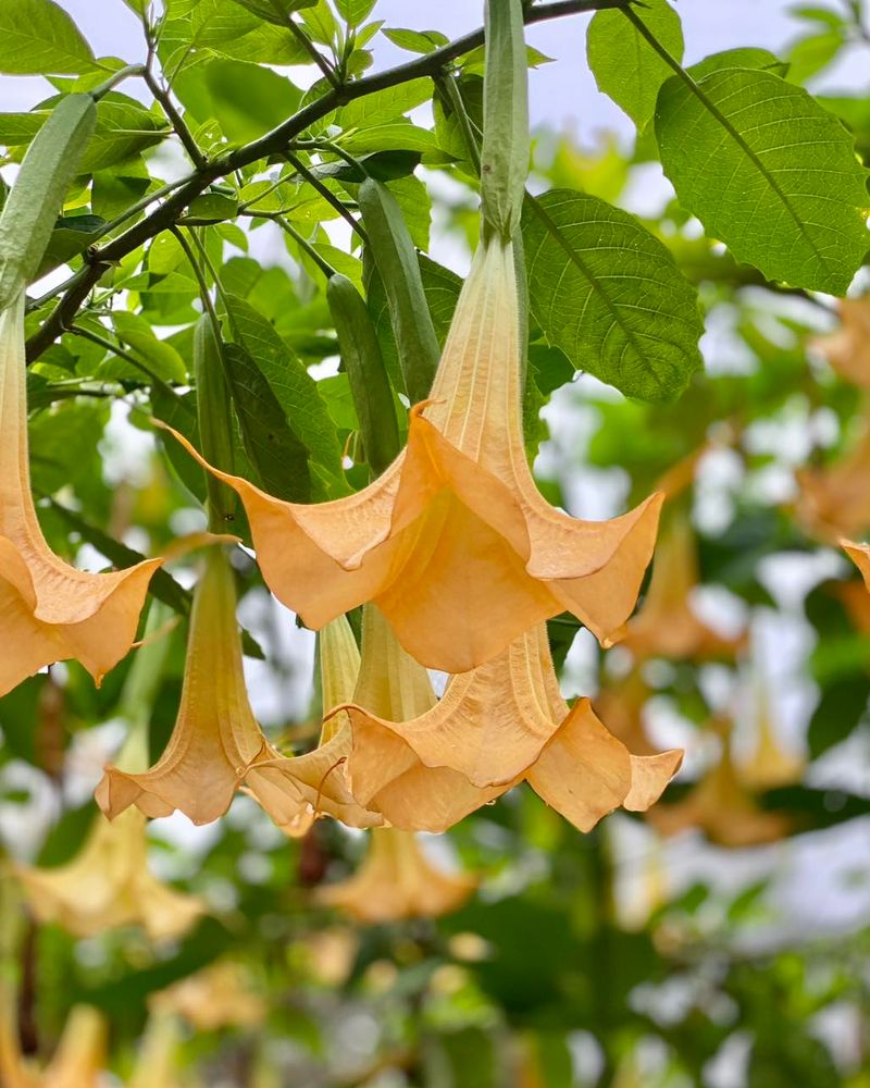 Brugmansia