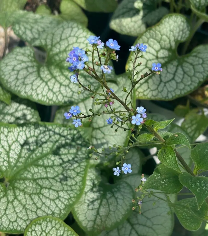 Brunnera