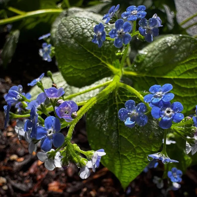 Brunnera