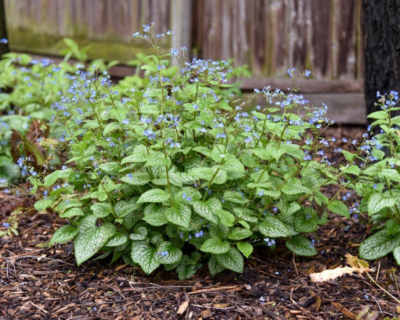Brunnera