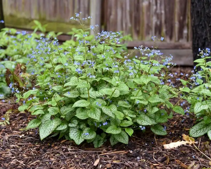 Brunnera