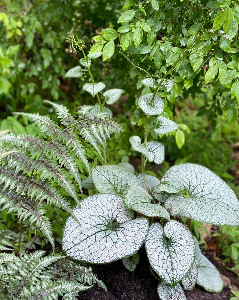 Brunnera