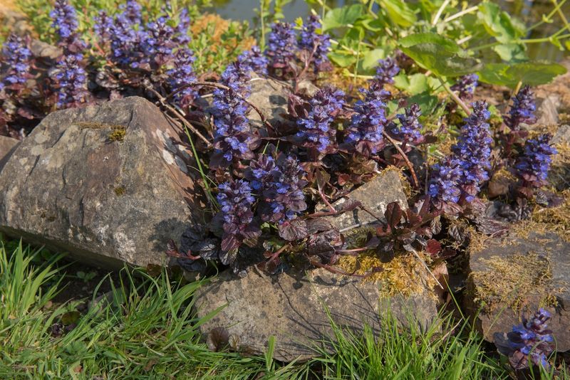 Ajuga (Bugleweed)