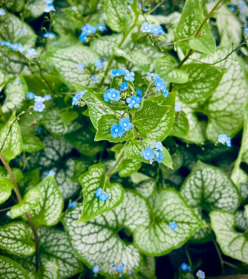 Brunnera