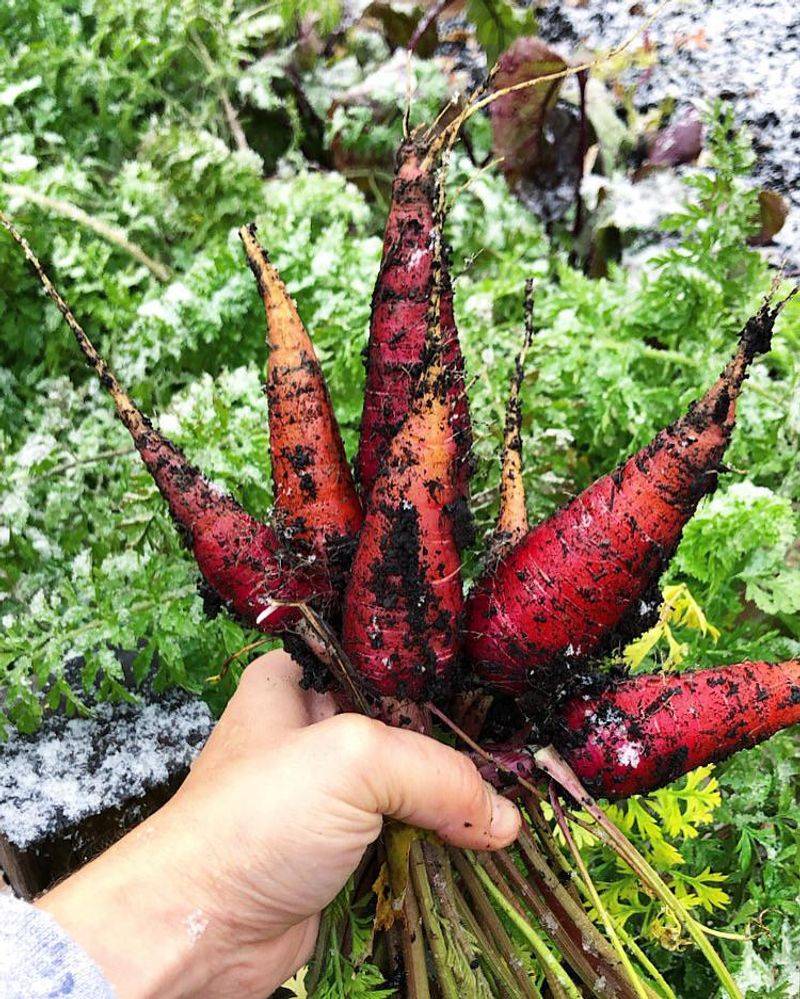 Carrots