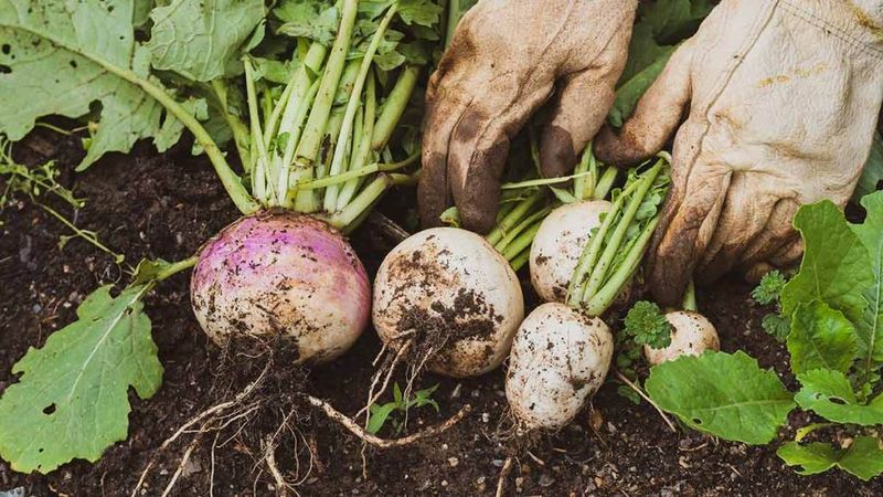 Turnips