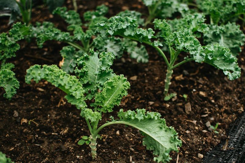 Kale