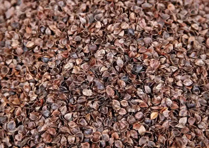 Buckwheat Hulls