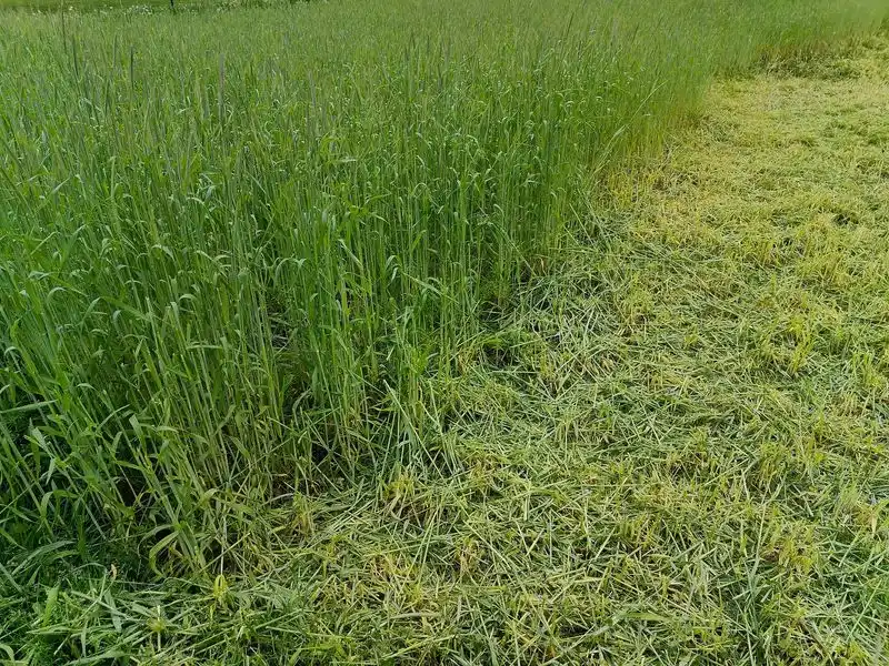 Winter Rye