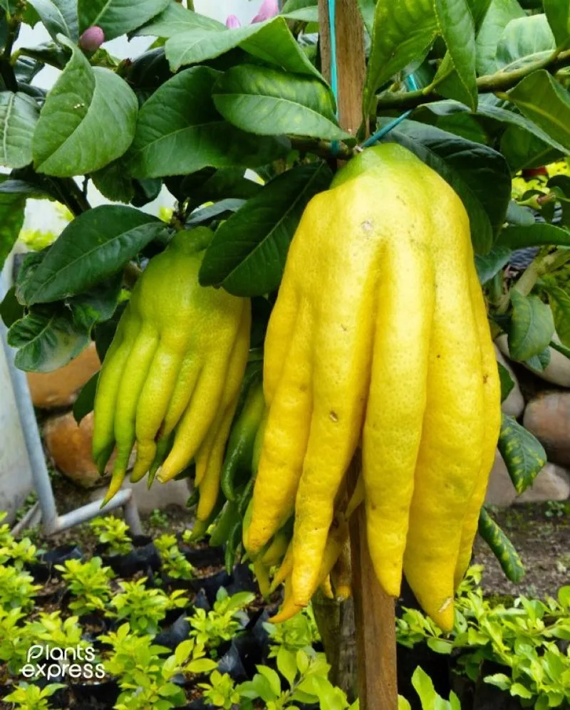 Buddha's Hand Leaf