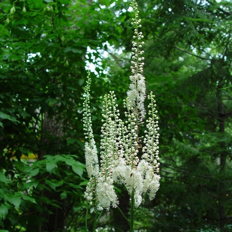 Bugbane