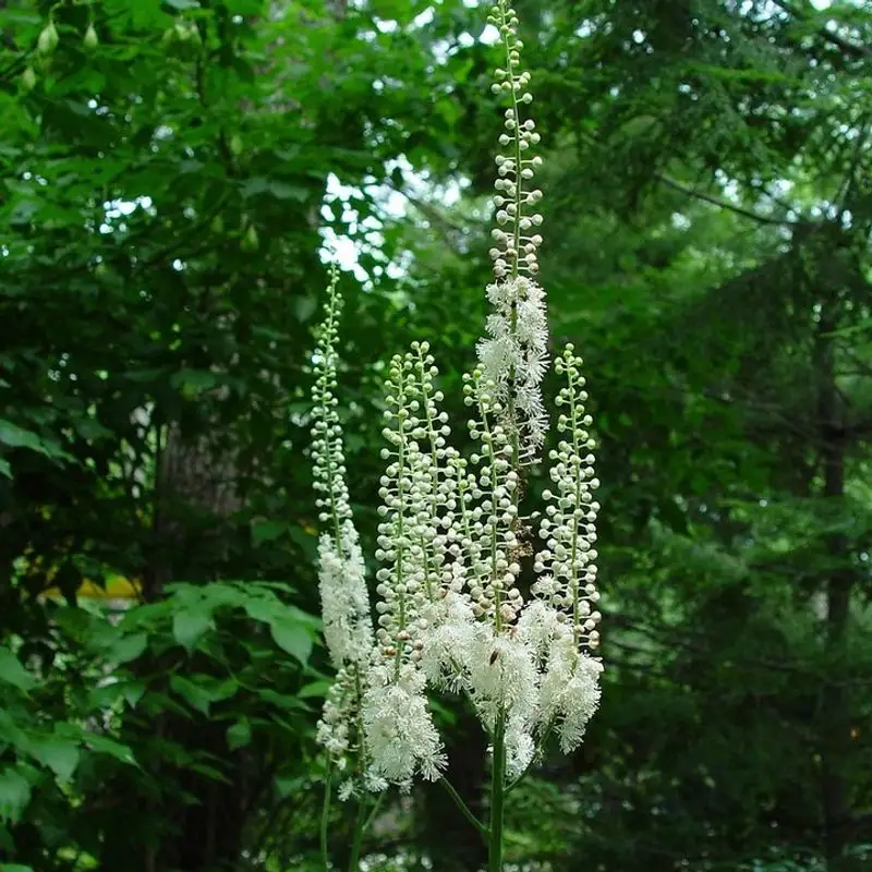 Bugbane