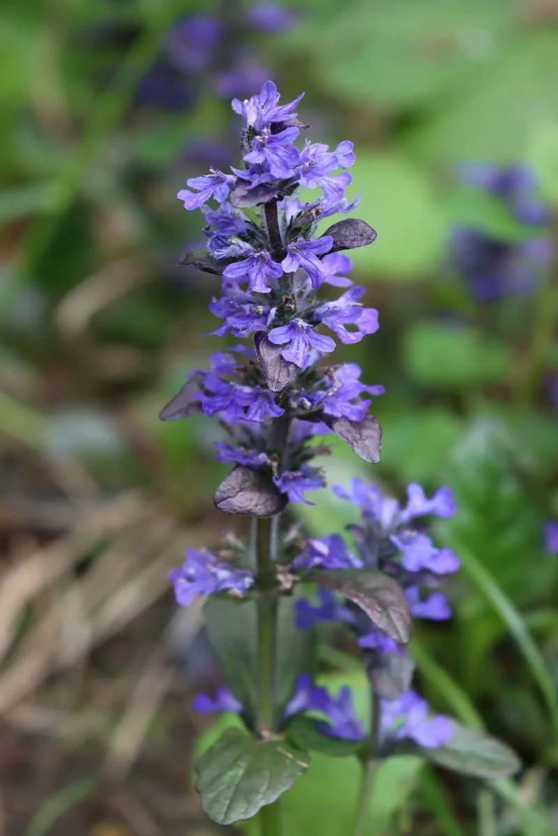 Bugleweed