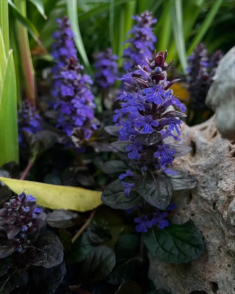 Bugleweed (Ajuga)