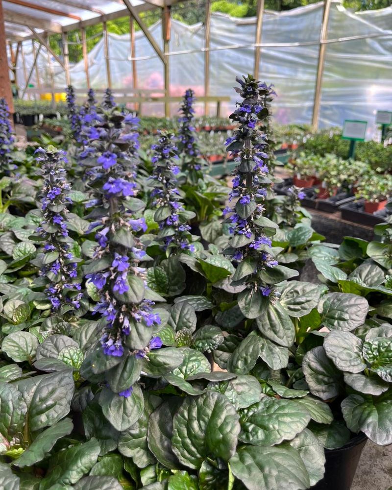 Bugleweed