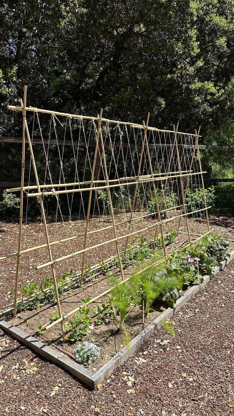 Build a Trellis