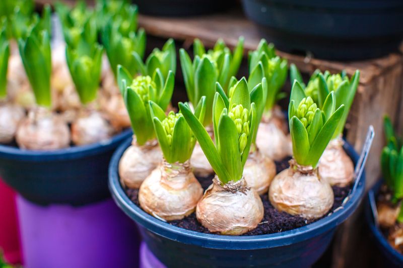 Bulb Propagation Techniques