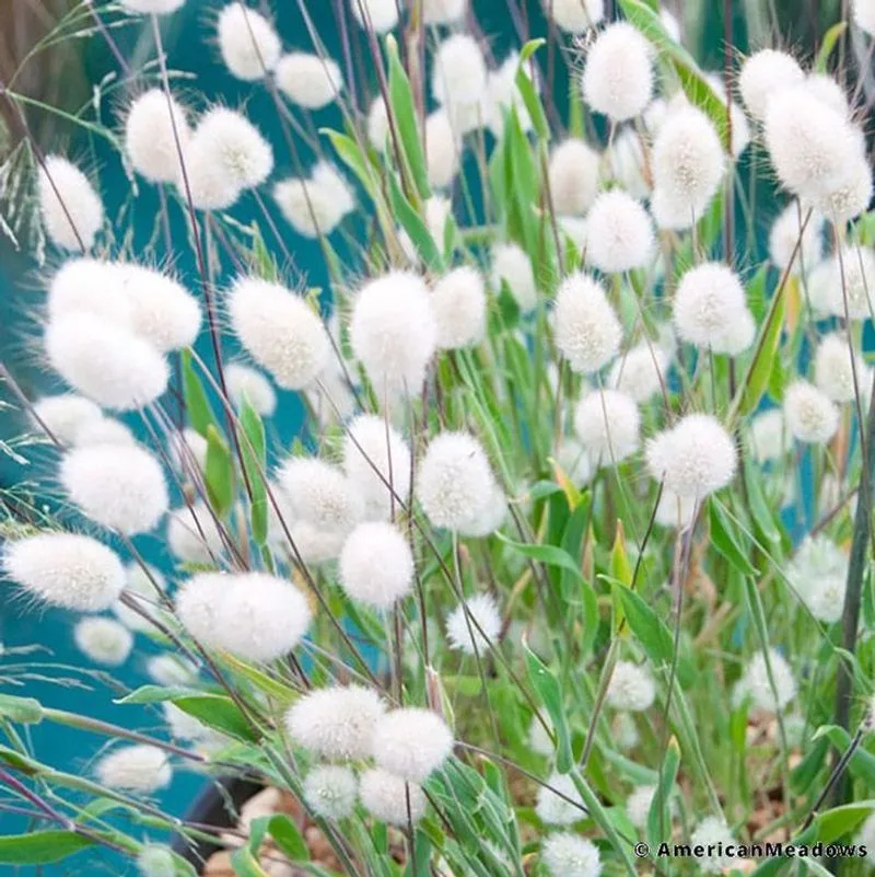 Bunny Tails