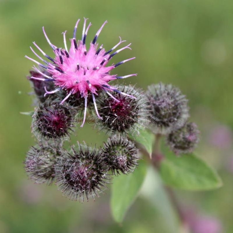 Burdock