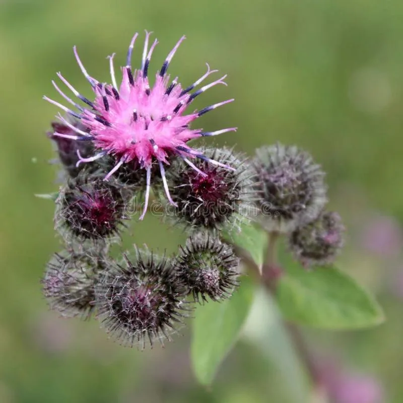 Burdock