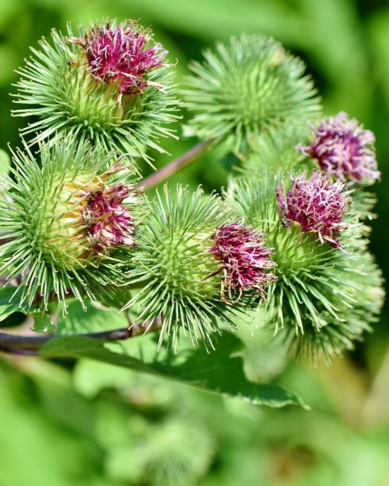 Burdock