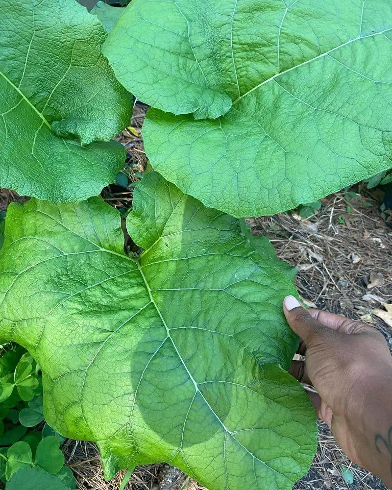 Burdock Root