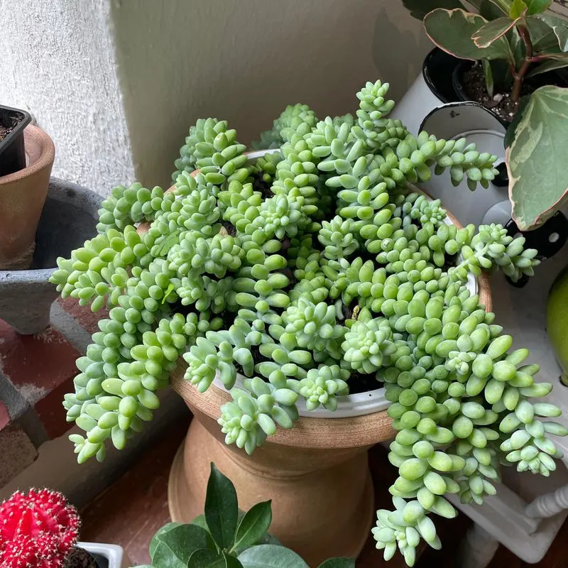 Burro's Tail