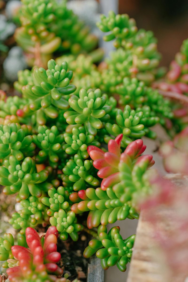 Burro's Tail