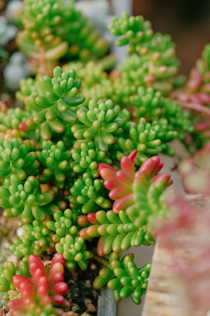 Burro's Tail