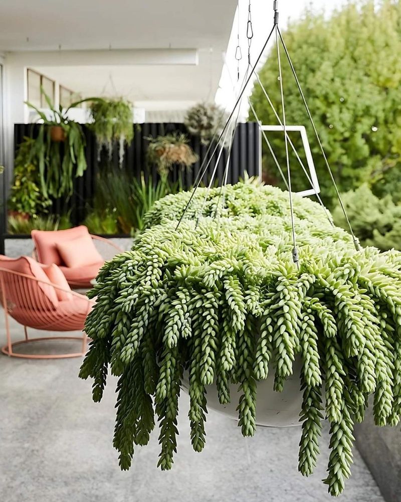 Burro's Tail (Sedum morganianum)